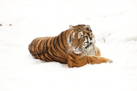 Tiger - forest, tiger, nimal, snow