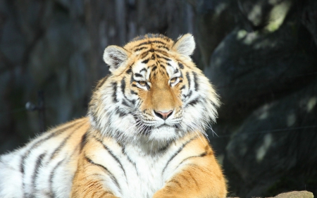 Tiger - junge, animal, Tiger, forest