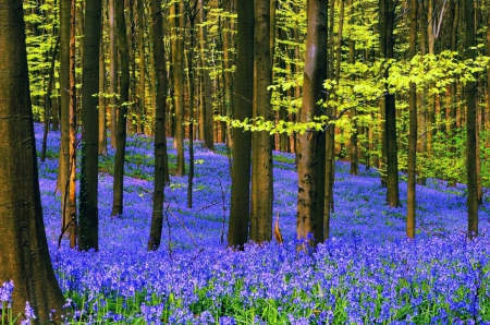 Carpet of forest flowers - summer, carpet, forest, pretty, beautiful, flowers, spring, leaves, grass, freshness, nice, lovely, woods, trees, nature, colorful