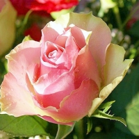 Fresh pink rose