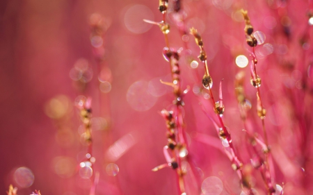 Pink - nature, morning, macro, pink, water, field, drops