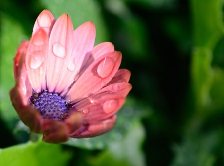 Shining Bright - nature, photography, Daisy, flower, sweet