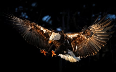 Eagle Landing - wings, majestic, feathers, raptor, wildlife