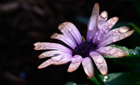 Drops of life - nature, photography, daisy, plants, flower