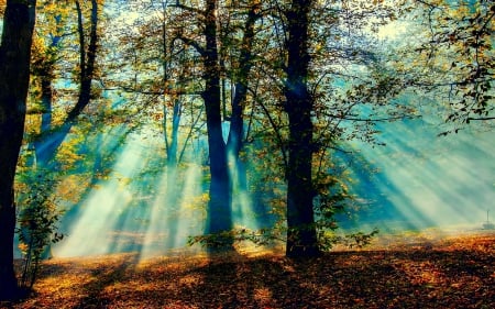 FOREST SUN BEAMS - rays, forest, natute, sun