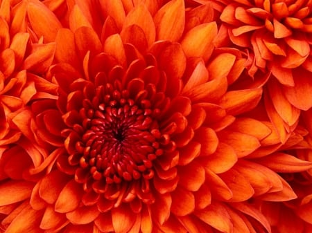 Chrysanthemum - flower, cool, fun, nature, chrysanthemum