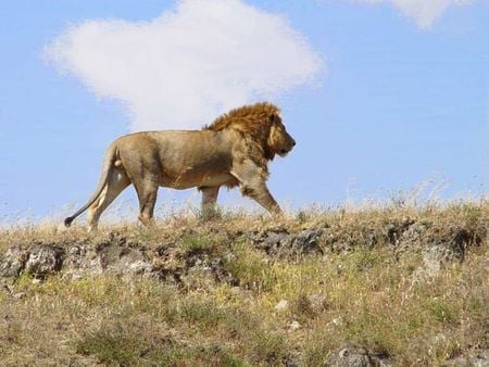 african lion - top of ridge, out for a walk, tanzania