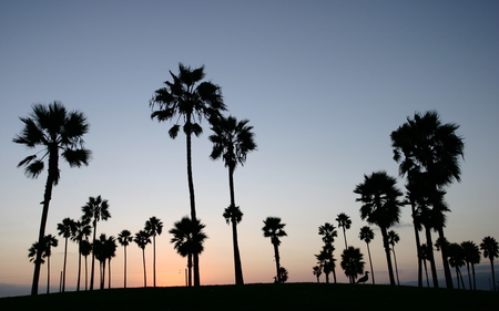 sunset - trees, sunset, sun, romantic