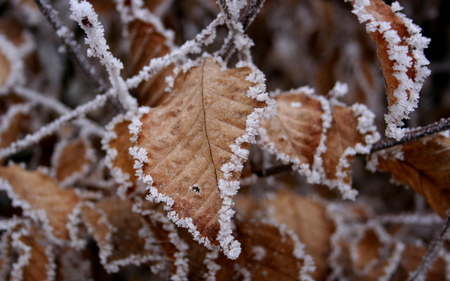 ice - leaf, ice, cold