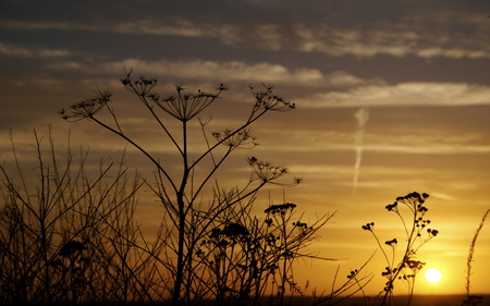 sunset - sky, trees, sunset, romantic