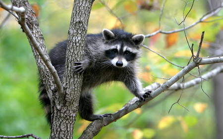 who's is he ??? - tree, forest, animal