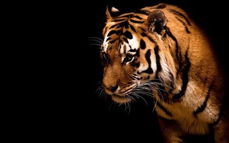 wild beauty - animal, tiger, beautiful, wild