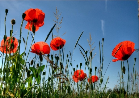 	Coquelicots - coquelicots, poppies