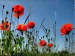 	Coquelicots