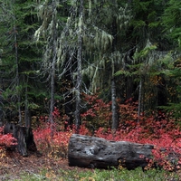 Log and flaming maple