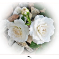 White roses