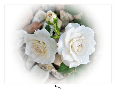 White roses - flowers, roses