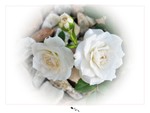 White roses