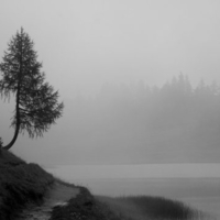 tree in rain