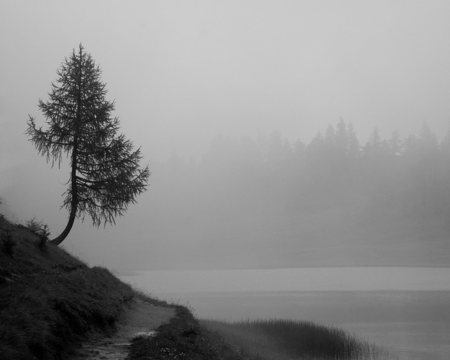 tree in rain - tree, rain