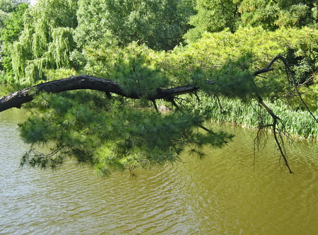 View from the bridge - nature, forests