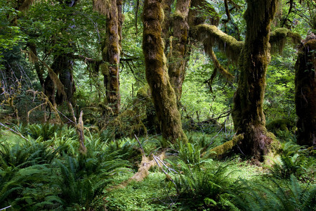 Rain forest - nature, forests