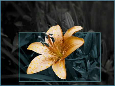 Golden flower - flowers, 3d