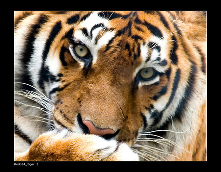 Eyes the tiger - tigers, animals