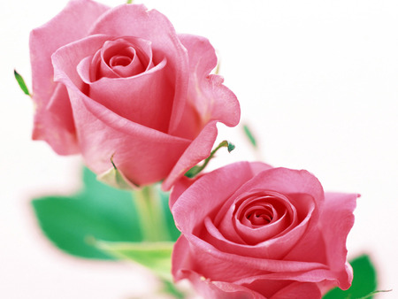 Pink roses - flowers, roses