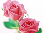 Pink roses