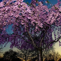 Twilight tree