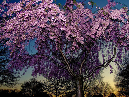 Twilight tree - nature, tree