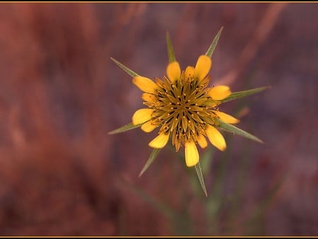 Star flower - flowers, yellow