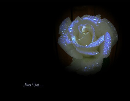 Moon dust - 3d, roses