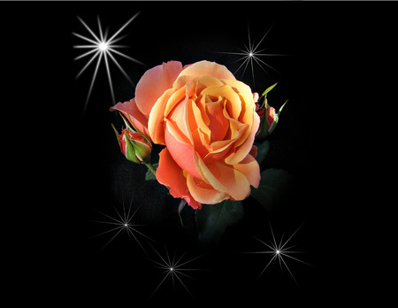 Orange rose - roses, 3d