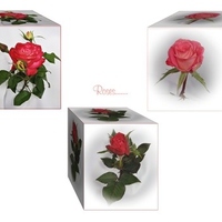 Roses in a box