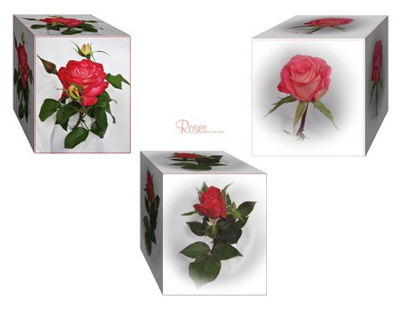 Roses in a box - roses, 3d