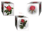 Roses in a box