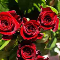 red roses for my friends