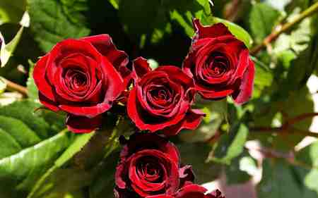 red roses for my friends - good friends, what better way to say it