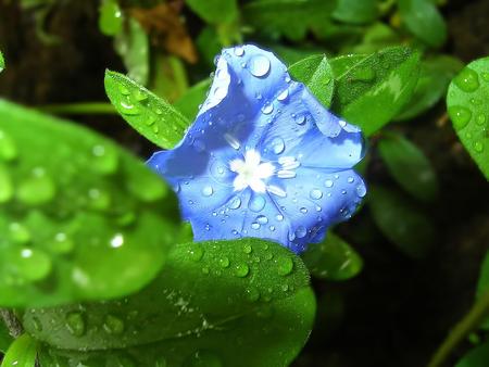 flower - blue, flower