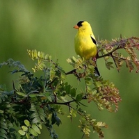 yellow bird