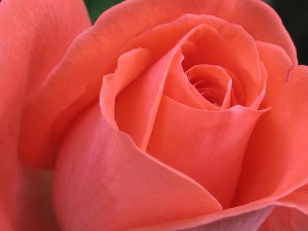 Rose - nature, rose, flower