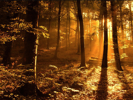 Sun rays in the woods - forest, nature