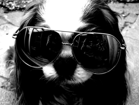 Cool Dog - attitide, dog, photo, cool, black, white, animal, funny, glass