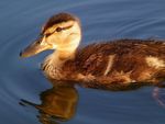 Mallard Duckling