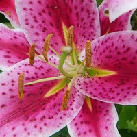 Pink Lilly