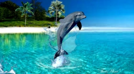 Dolphin - nature, summer, ocean, dolphin