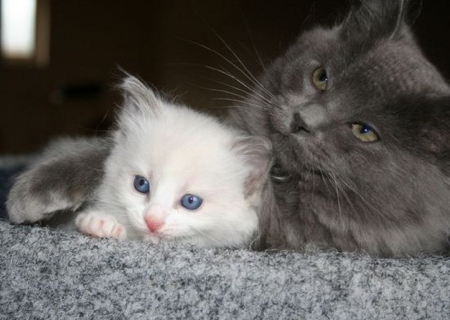 mother & daughter - image, animals, kittens, cats