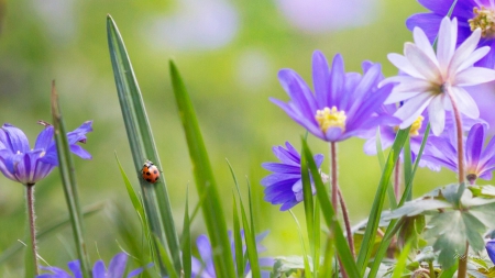 Garden Patrol - lady bugs, wild flowers, soft, summer, field, spring, ladybug, nature, grass, garden